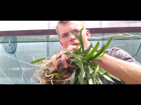 Cryptocoryne spiralis