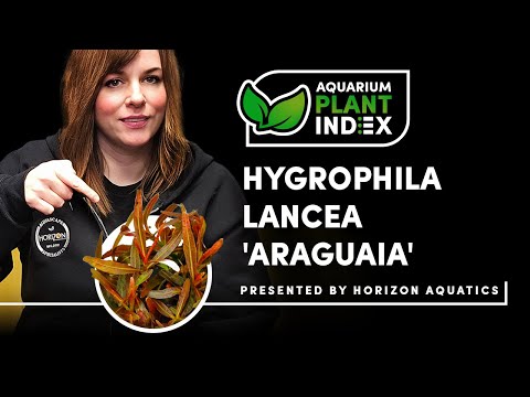 Hygrophila araguaia