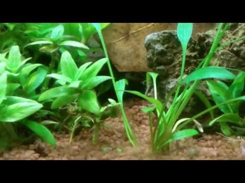 Cryptocoryne willisii