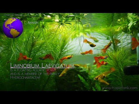 Limnobium laevigatum