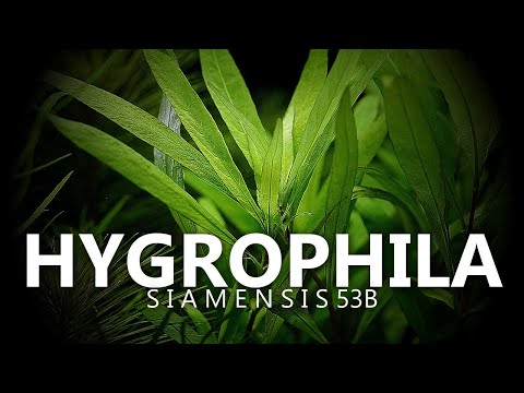 Hygrophila corymbosa