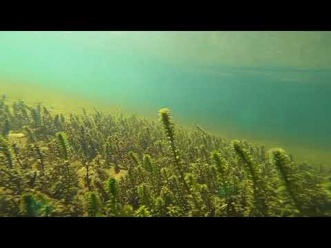 Elodea canadensis