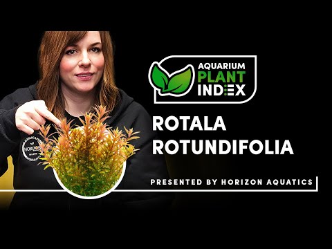 Rotala rotundifolia