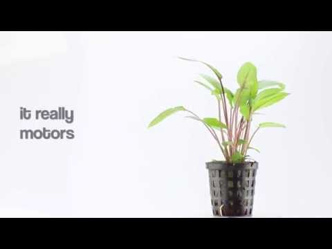 Cryptocoryne becketii