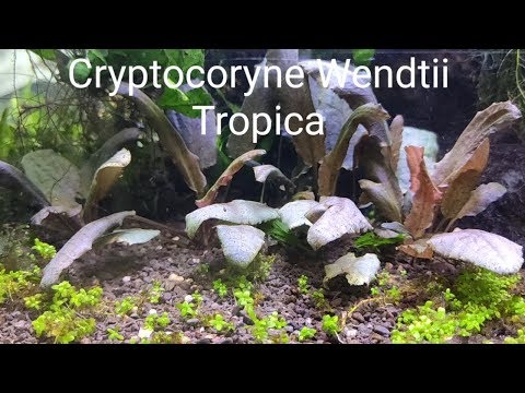 Cryptocoryne wendtii var. tropica