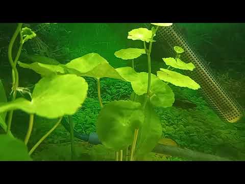 Hydrocotyle leucocephala