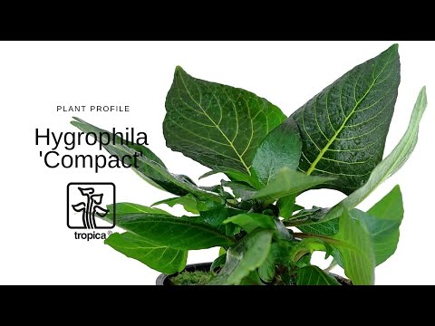 Hygrophila corymbosa var. compacta