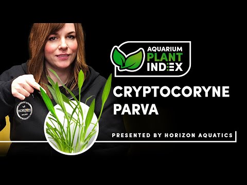 Cryptocoryne parva