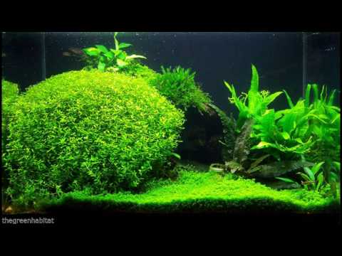 Micranthemum micranthemoides