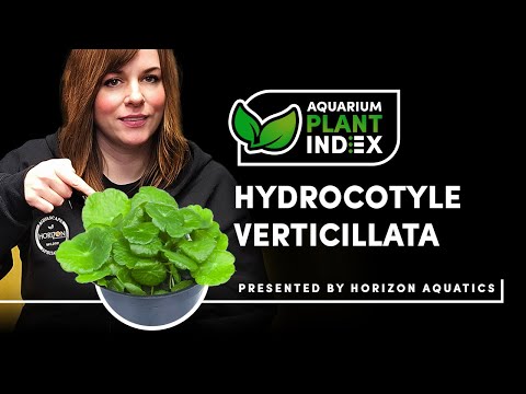 Hydrocotyle verticillata