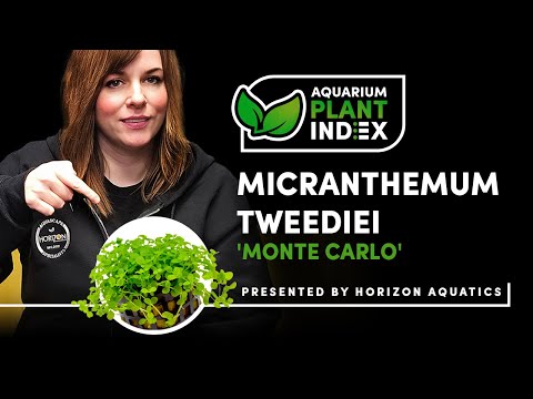 Micranthemum tweediei