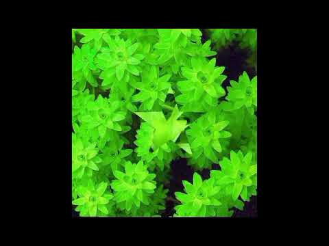 Tonina fluviatilis