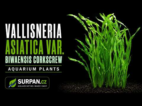 Vallisneria americana var. biwaensis