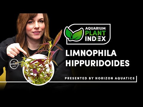 Limnophila hippuridoides