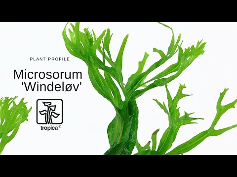 Microsorum pteropus var. windelov