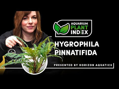 Hygrophila pinnatifida