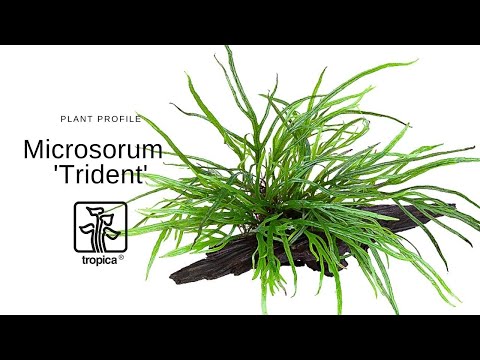 Microsorum pteropus var. trident