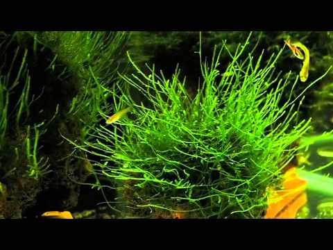 Vesicularia dubyana