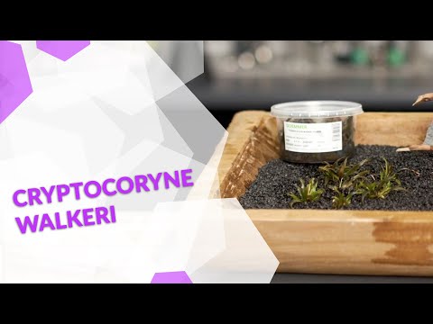 Cryptocoryne walkeri