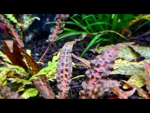 Cryptocoryne jacobsenii