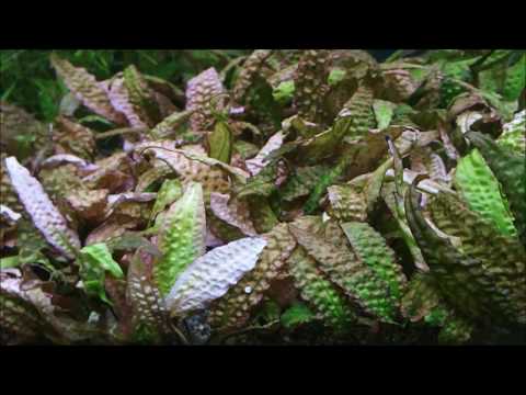 Cryptocoryne keei