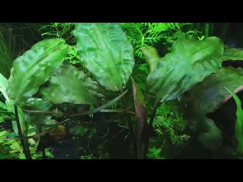 Cryptocoryne pontederiifolia