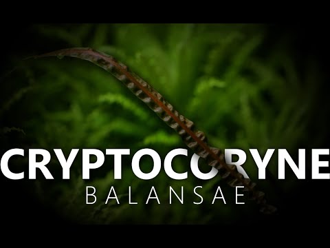 Cryptocoryne balansae