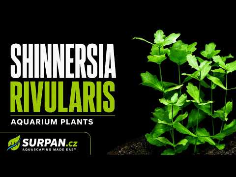Shinnersia rivularis
