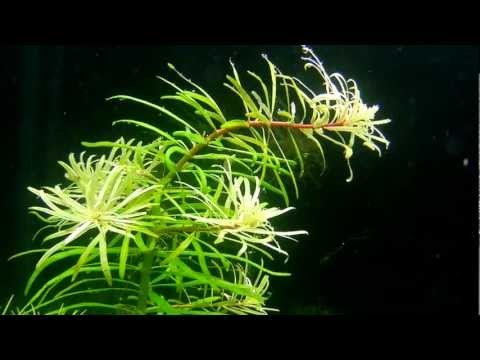 Ludwigia inclinata