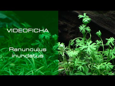 Ranunculus inundatus