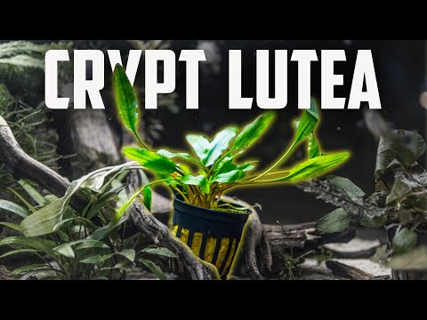 Cryptocoryne griffithii var. lutea