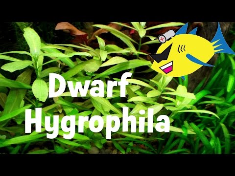 Hygrophila polysperma