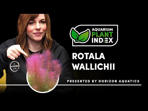 Rotala wallichii